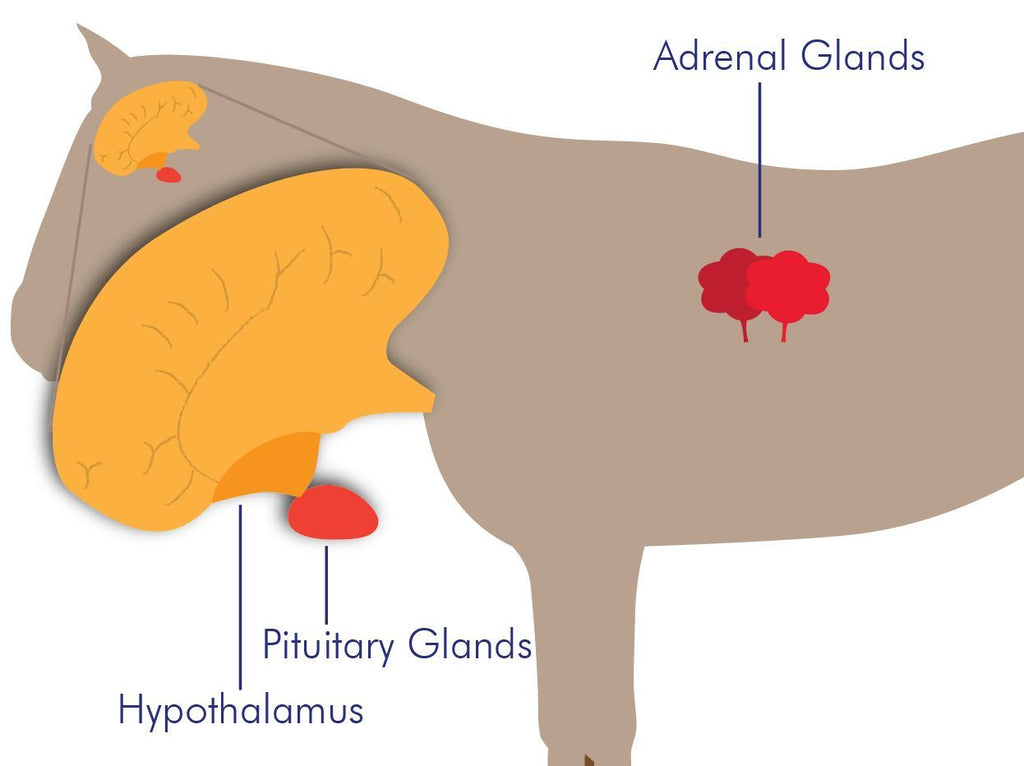 Cushing's in Horses Disease Explained