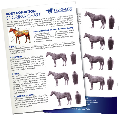 The Art of Body Condition Scoring for Horses