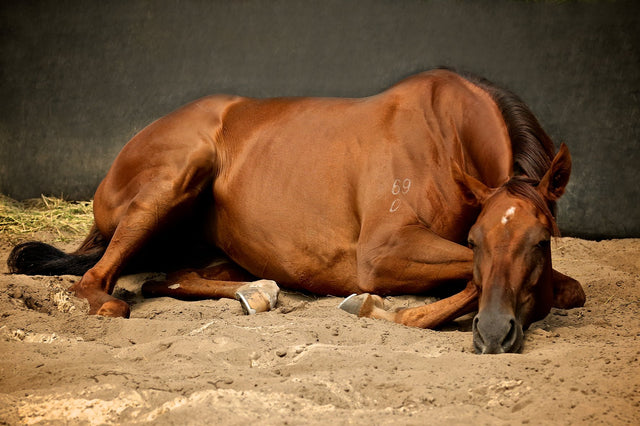 FREE Fact Sheet - Colic in Horses