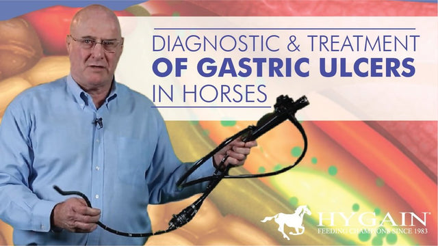 [Video] Diagnostic and Treatment of Gastric Ulcers in Horses