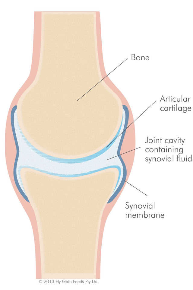 Equine joint structures and problems arising from their failure