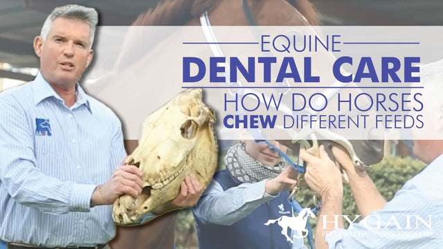 [Video] - Equine Dental Care - How do horse's chew?