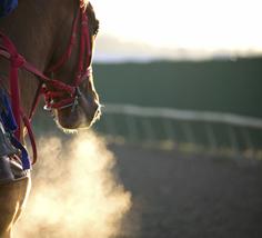 Feeding horses with respiratory issues