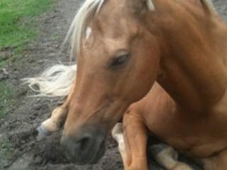 Feeding the sick or injured horse