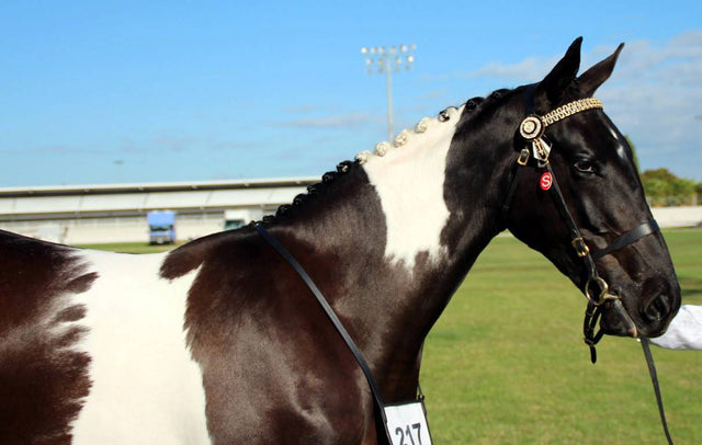 Horse Coat Health