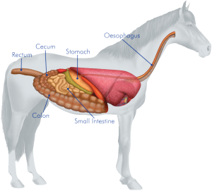 The horse's digestive system