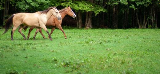 The truth about a pasture only horse diet revealed!