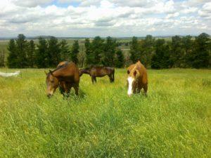 Pasture management for horses with metabolic related disorders