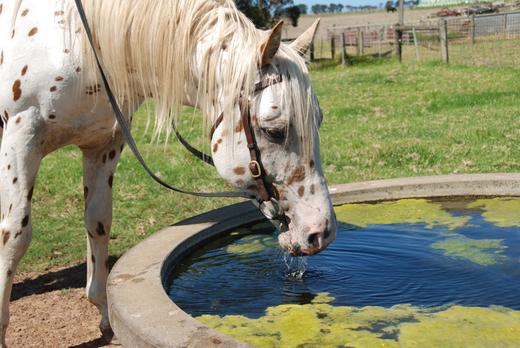 How important are electrolytes in my horse's diet?